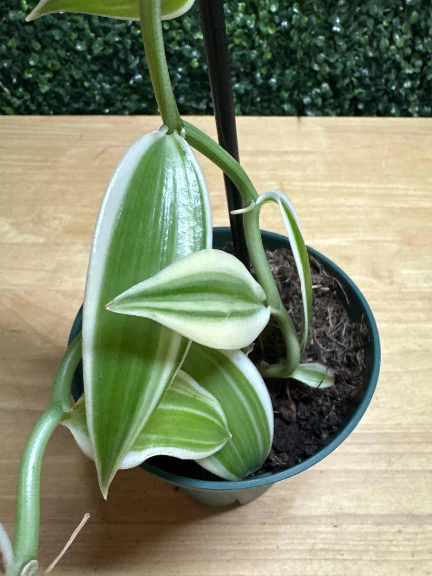 5" vanilla bean orchid
