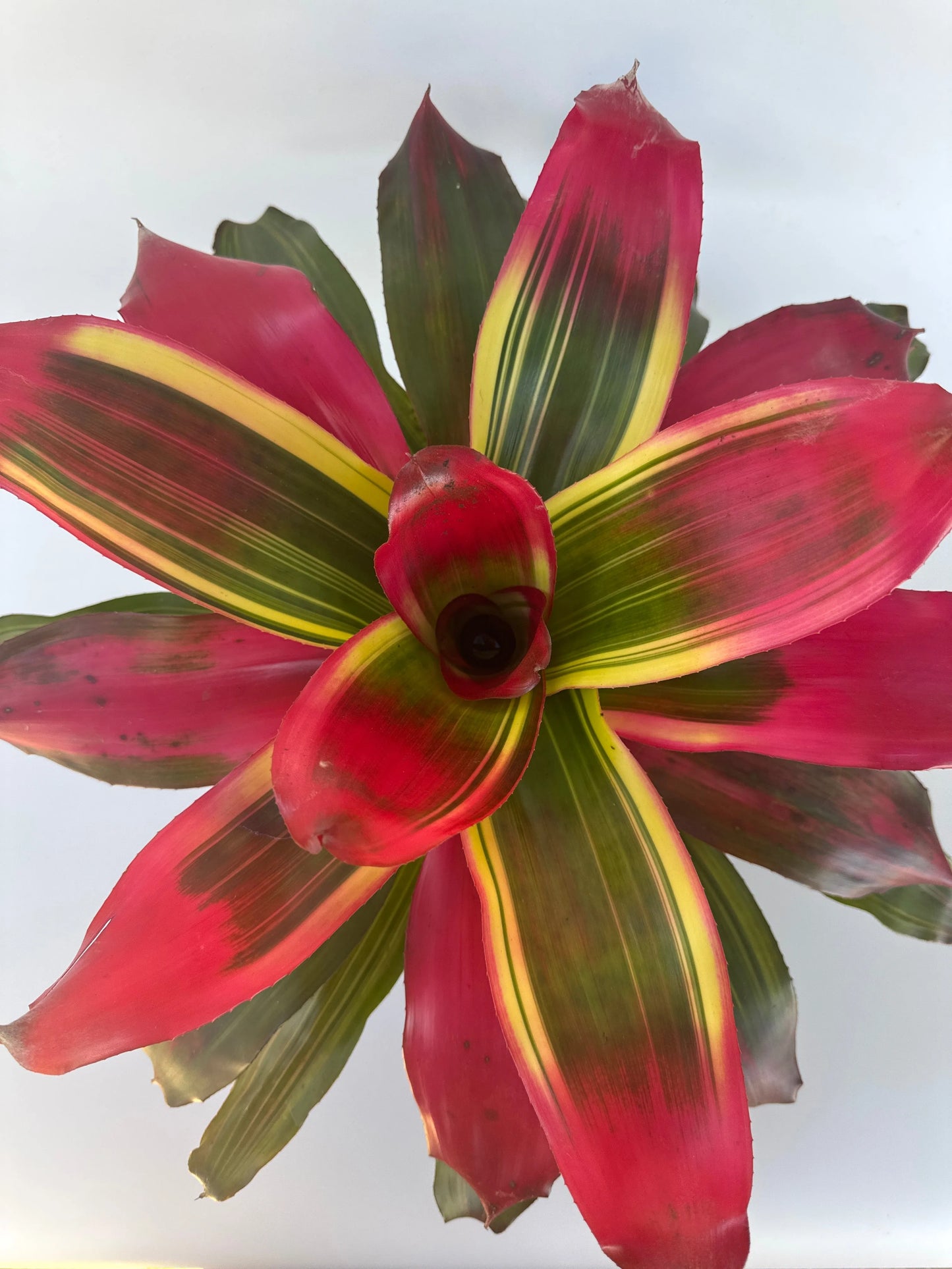 6 in. Neo Sp. Serendipity