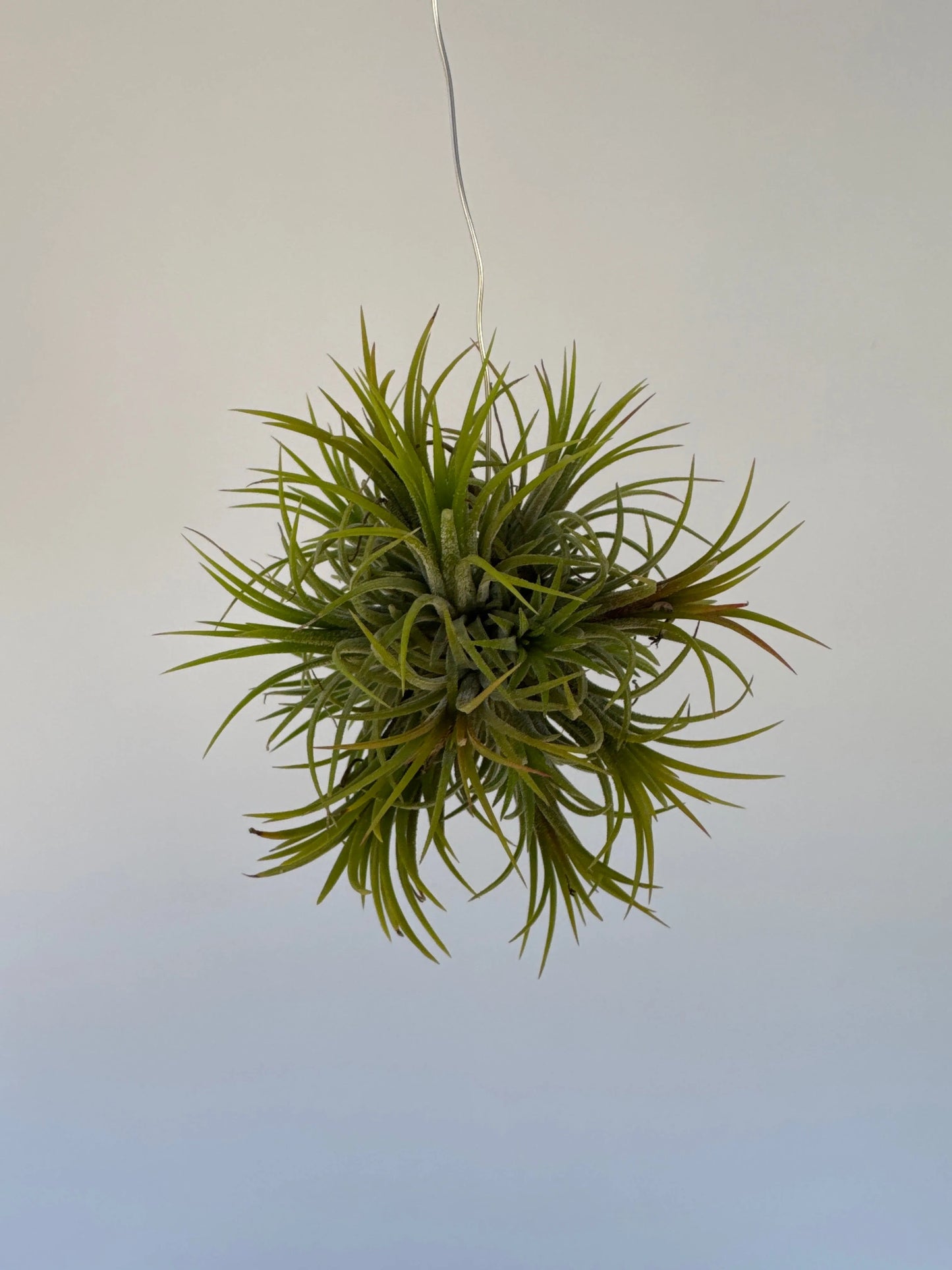 Airplant Ionantha Fuego 3-4"