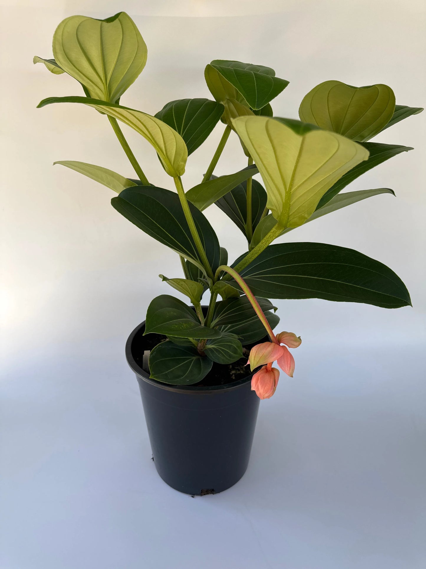 14" Medinilla Magnificum