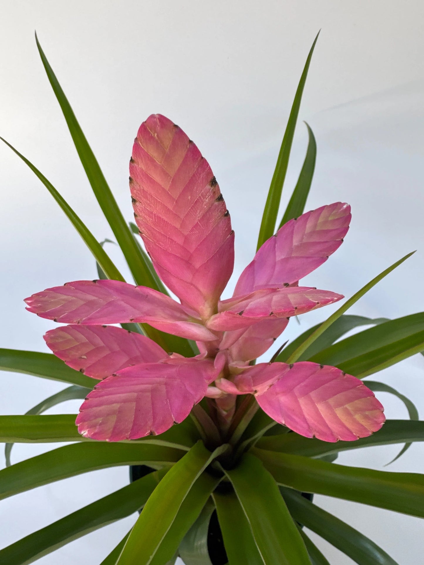 6" Tillandsia 'Antonio'
