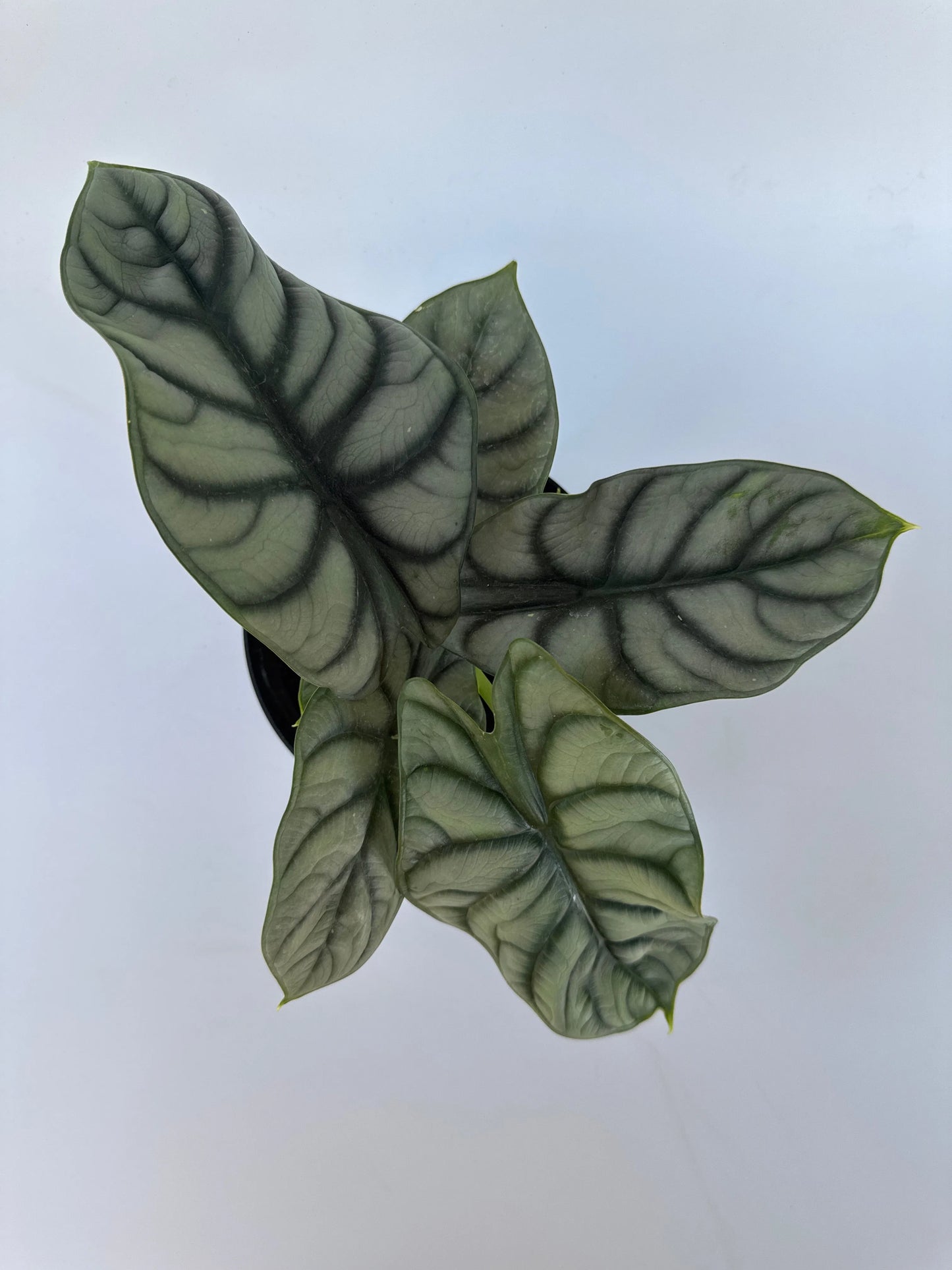6 in. Alocasia 'Silver Dragon'