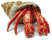 Porcelain Hermit Crab in Shell Figurine