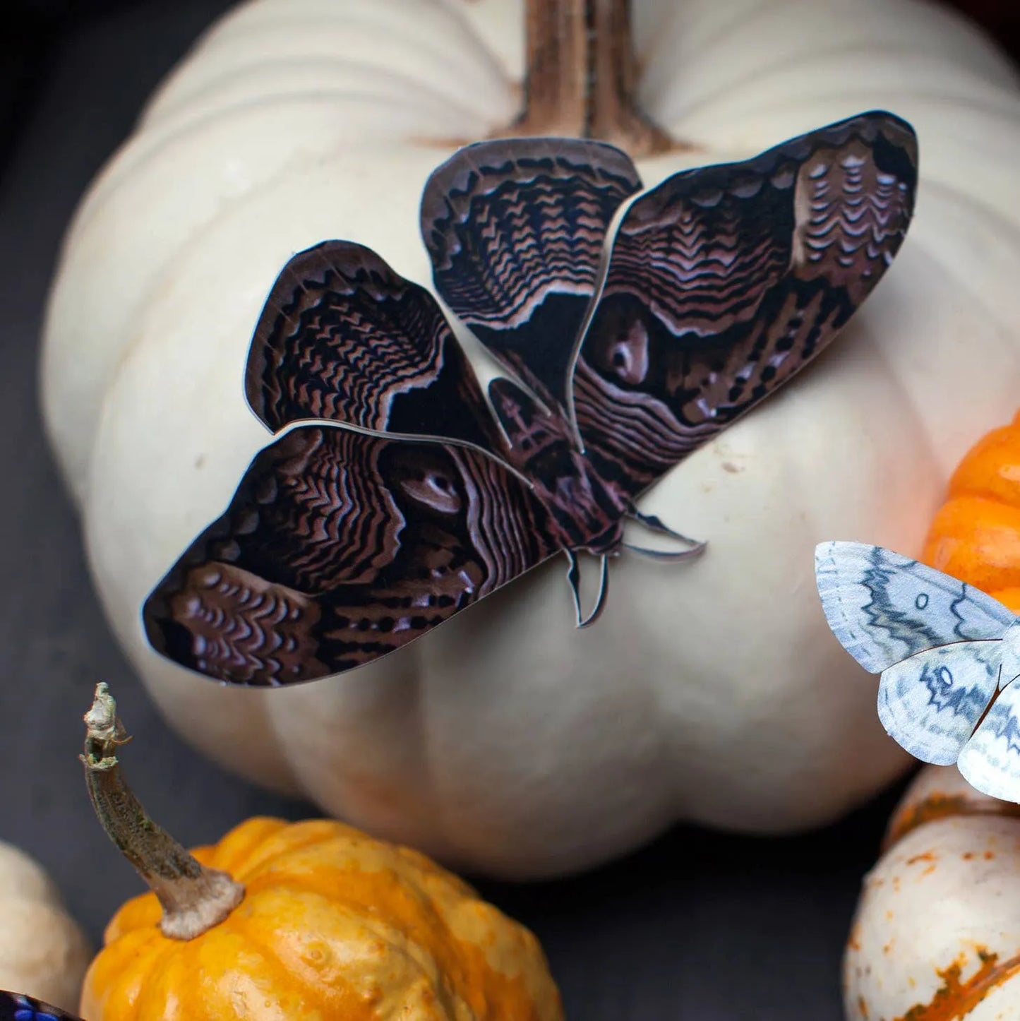 Halloween 'Owl' Moth Set
