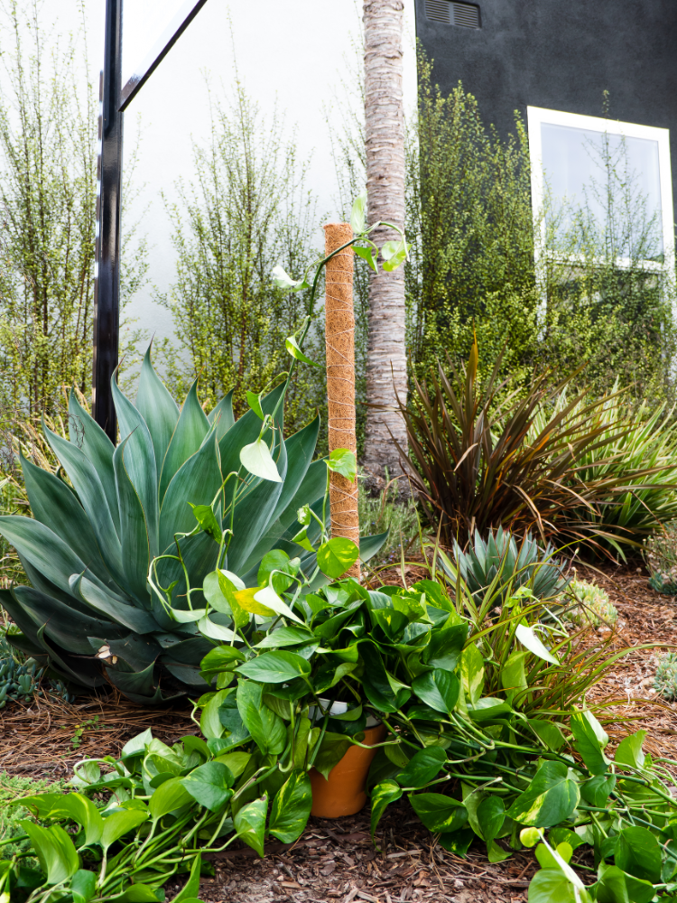 Coco Moss Poles Vine Plant Support