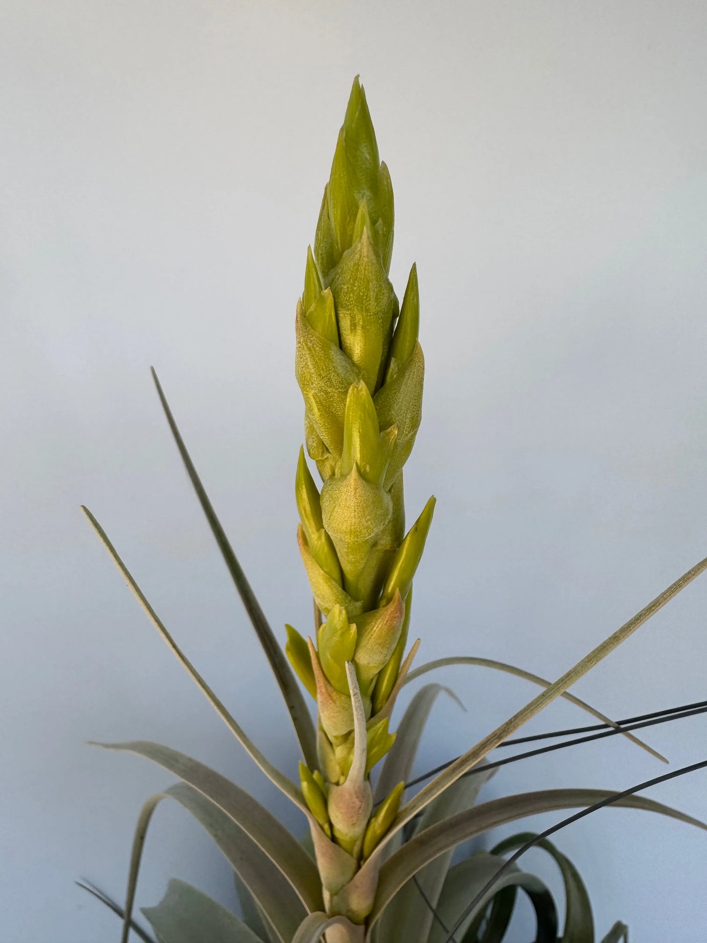 7" Airplant Xerographica HB