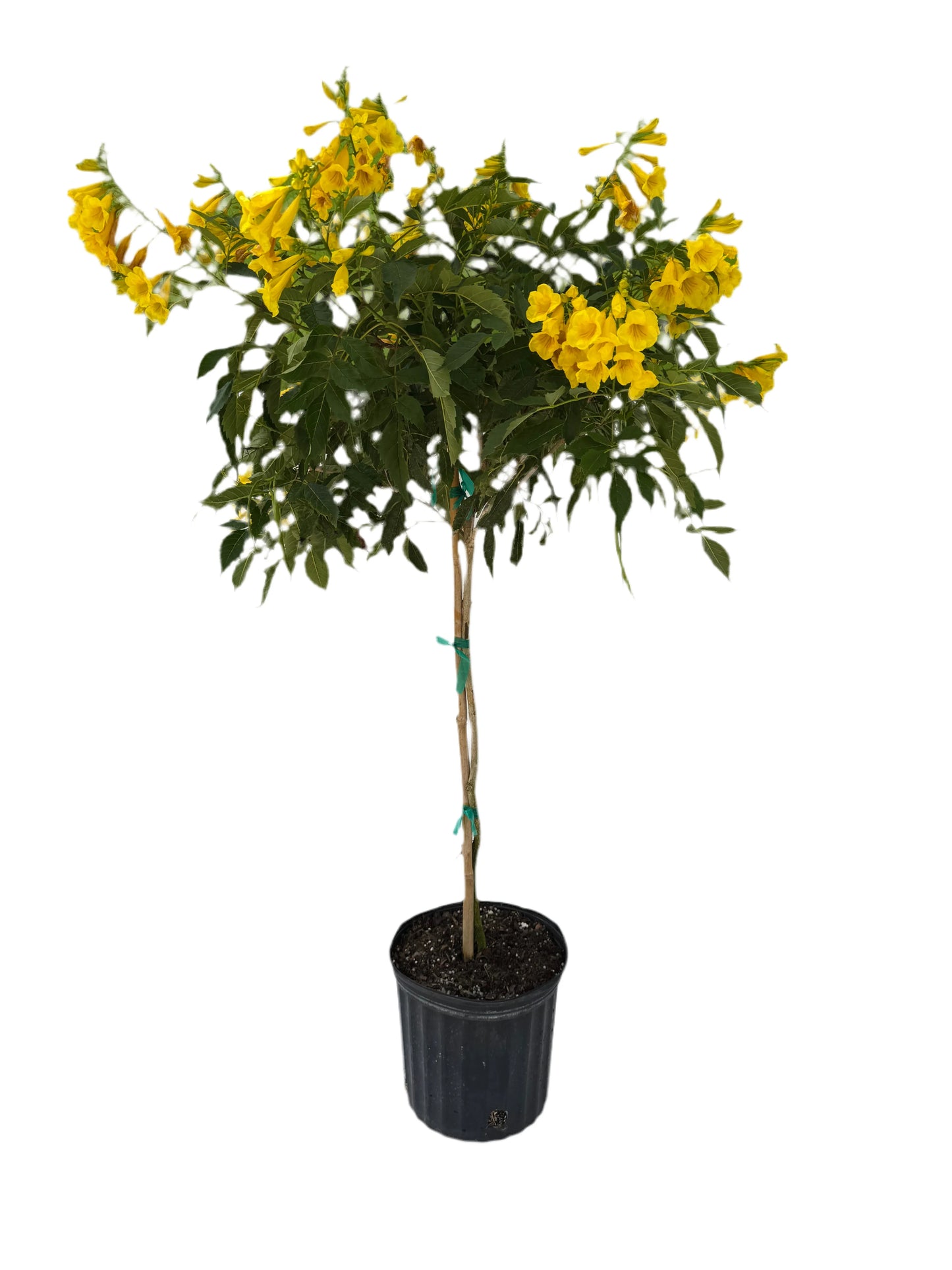 10" Esperenza Standard ‘Yellow Bells’