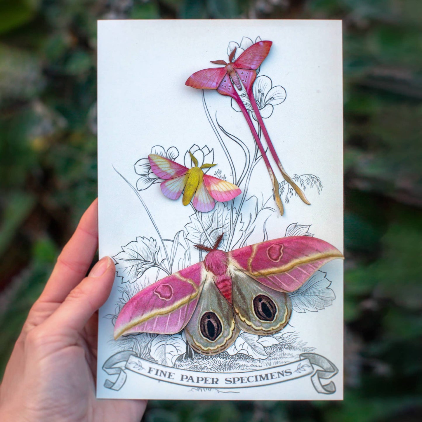 Blush Pink Moth Collection - 3 Piece Set