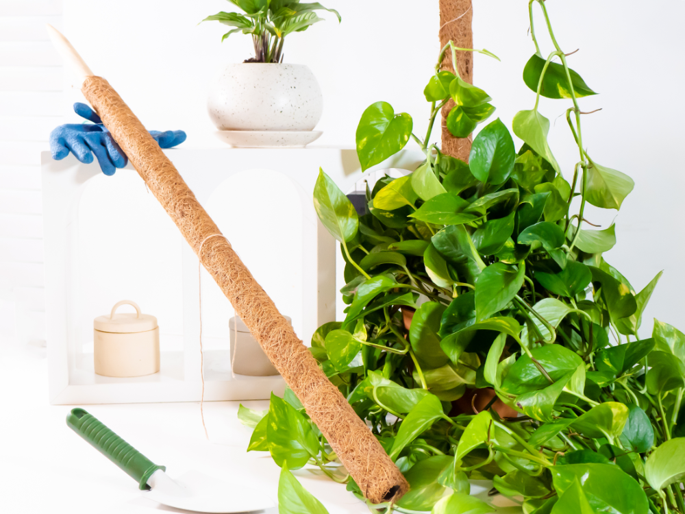 Coco Moss Poles Vine Plant Support