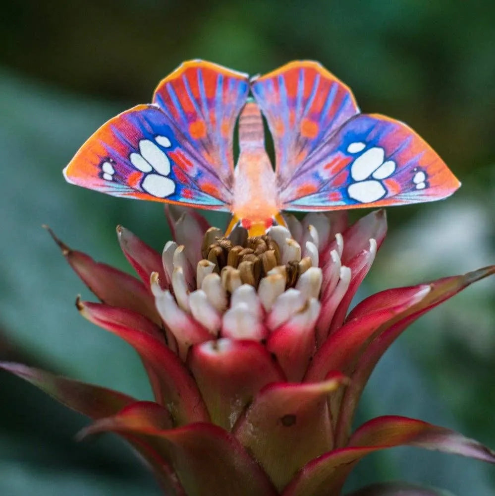 'Dawn' Butterfly Set
