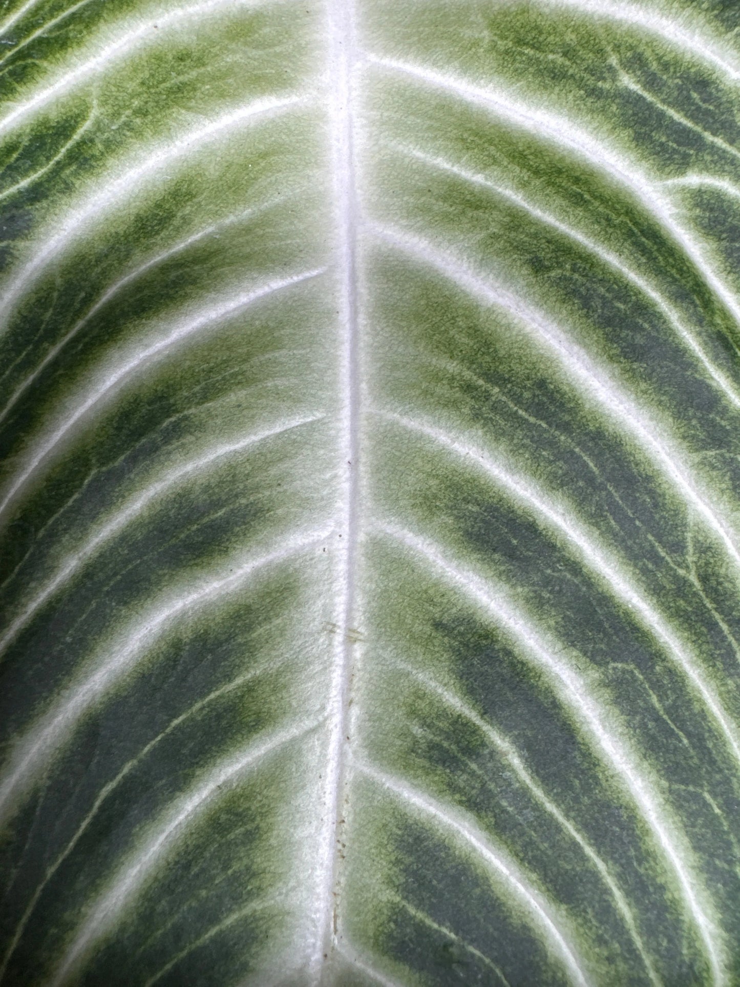 6" Xanthosoma Lindenii Magnificum