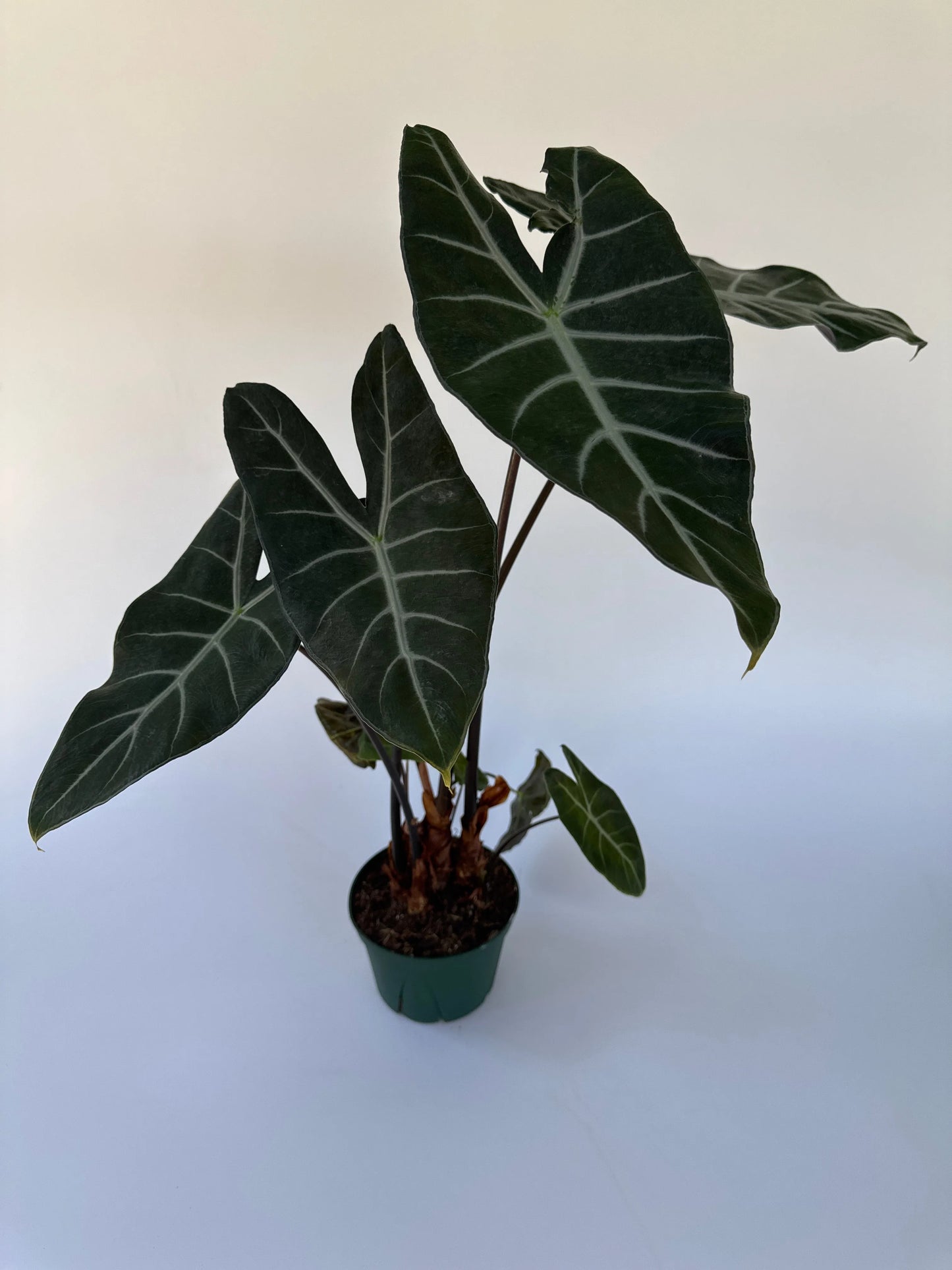 6" Alocasia Sp. Ivory Coast