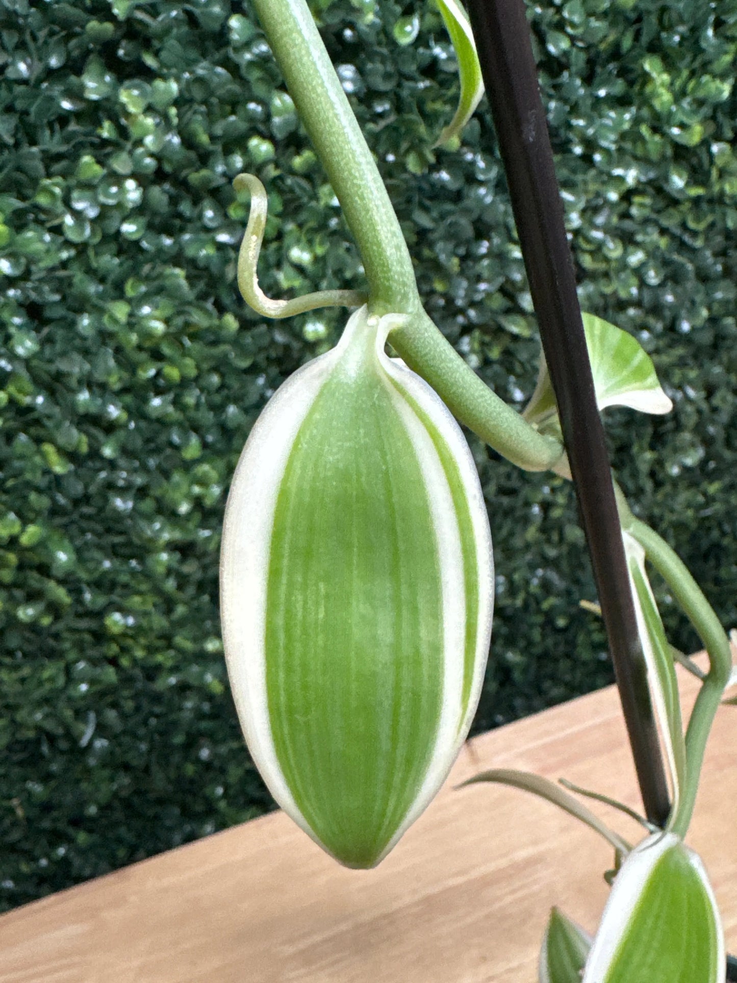 5" vanilla bean orchid