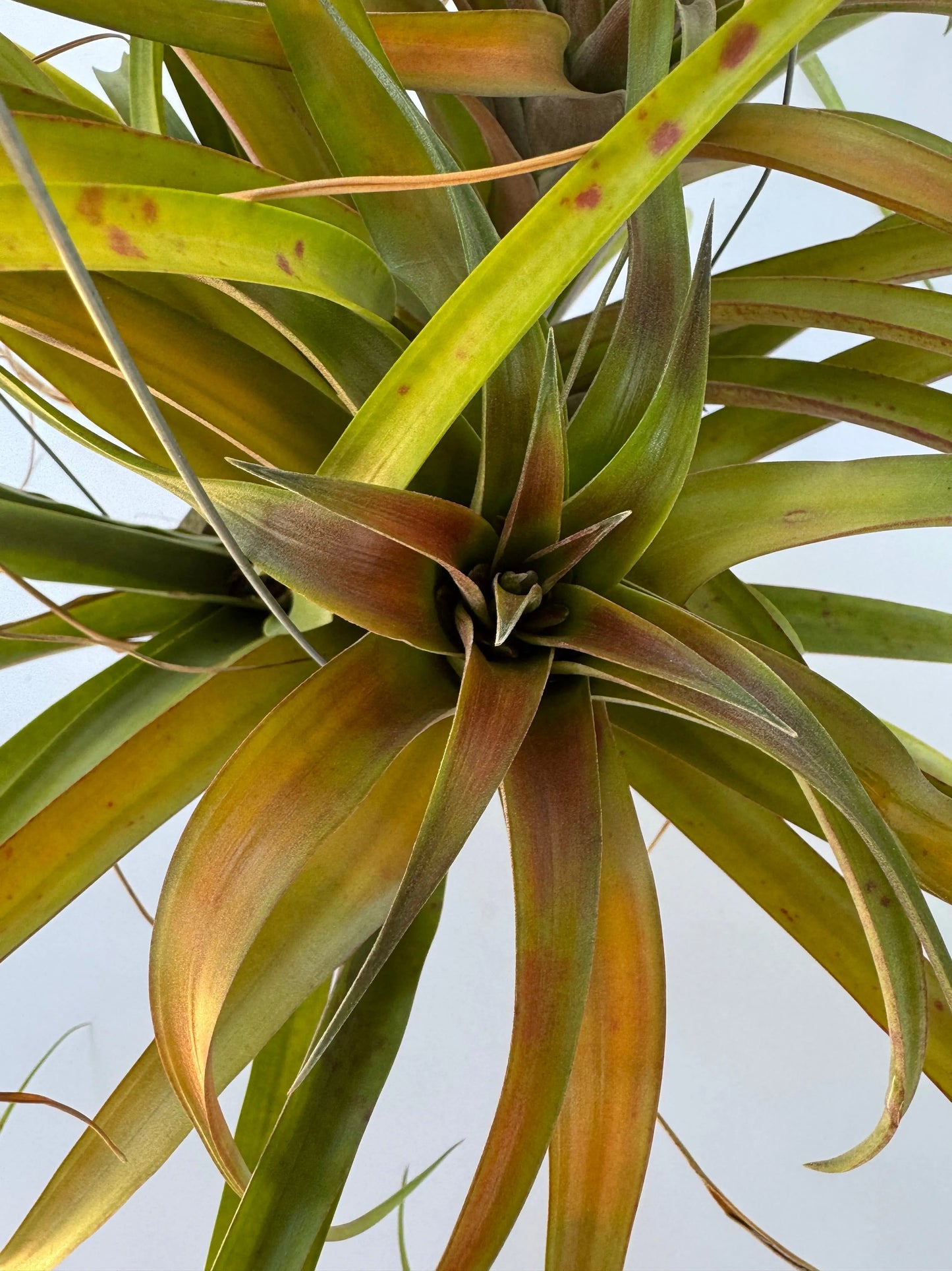 Airplant Rubra HB