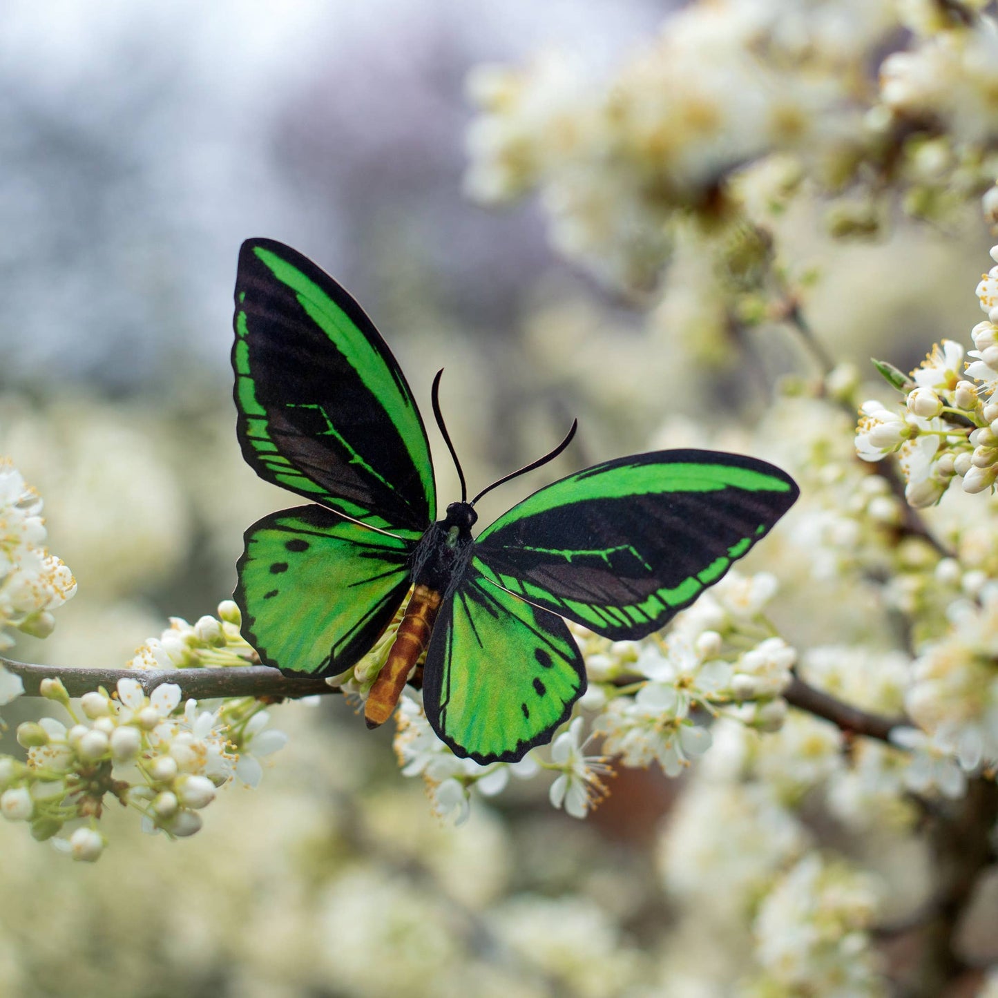 Skyward Birdwing Butterfly Collection - 3 Piece Set