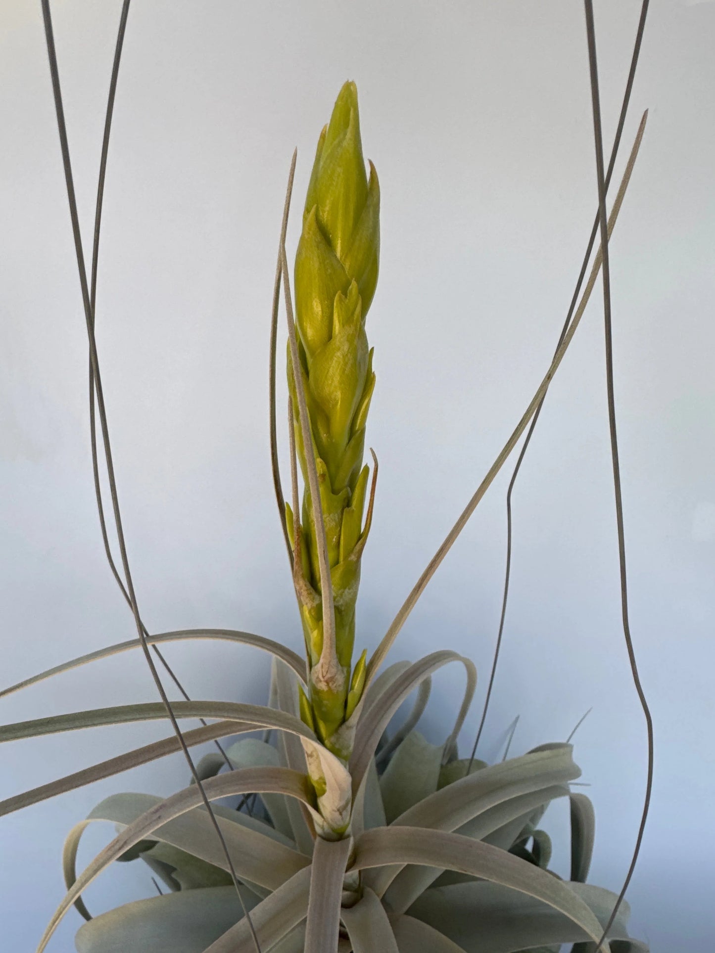 7" Airplant Double Xerographica HB