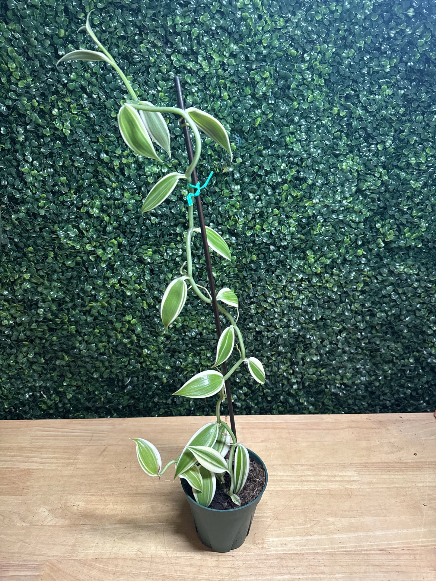 5" vanilla bean orchid