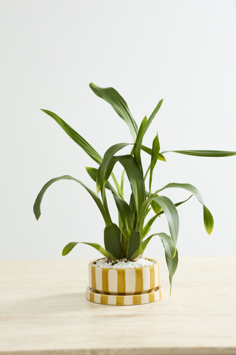 Saffron Pot
