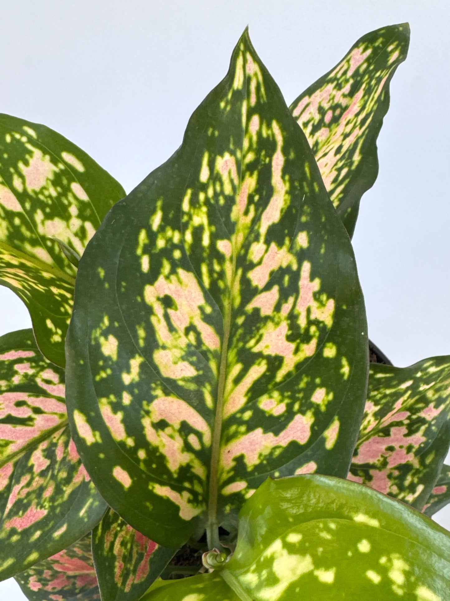 6 in. Aglaonema Wishes