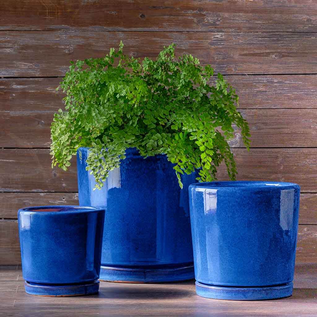 Maidenhair fern in large glazed blue ceramic planter, with two matching empty blue pots