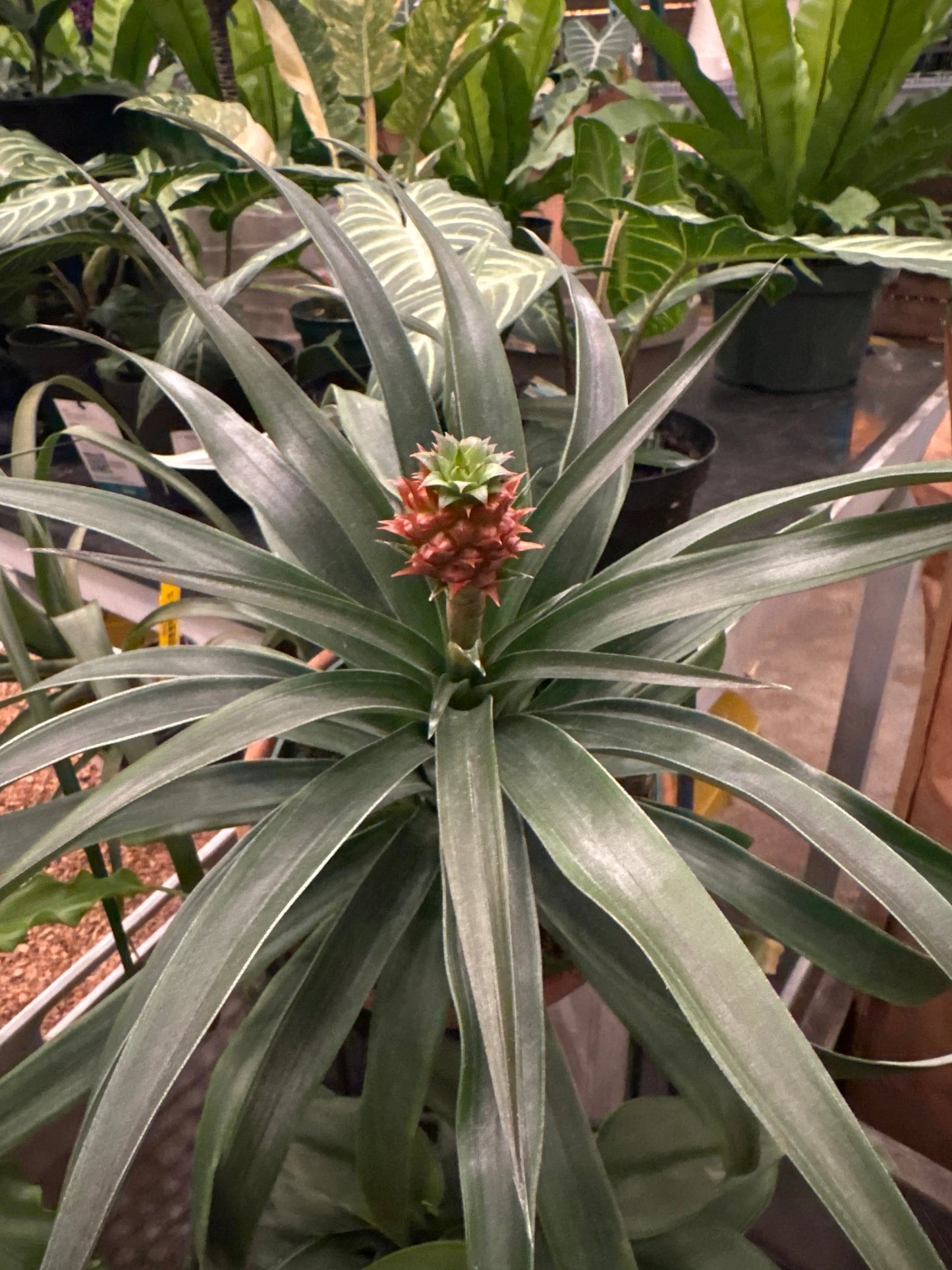 6" Pineapple Bromeliad