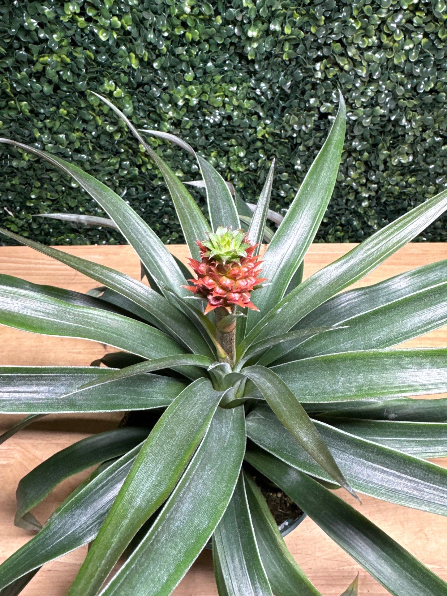 6" Pineapple Bromeliad