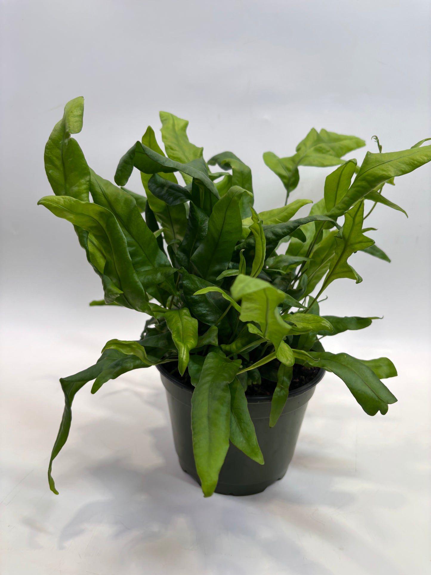 6 in. Hawaiian Dwarf Fern