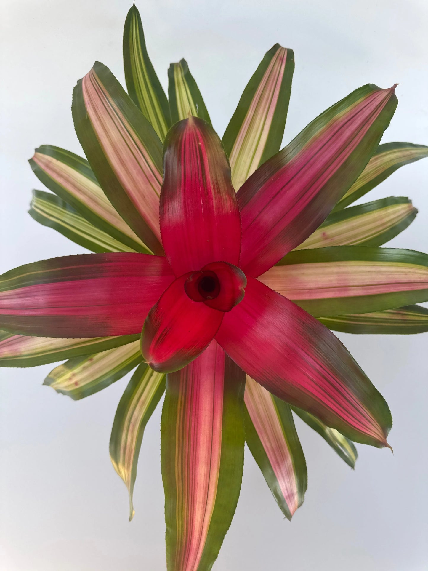 6 in. Bromeliad Neoregelia