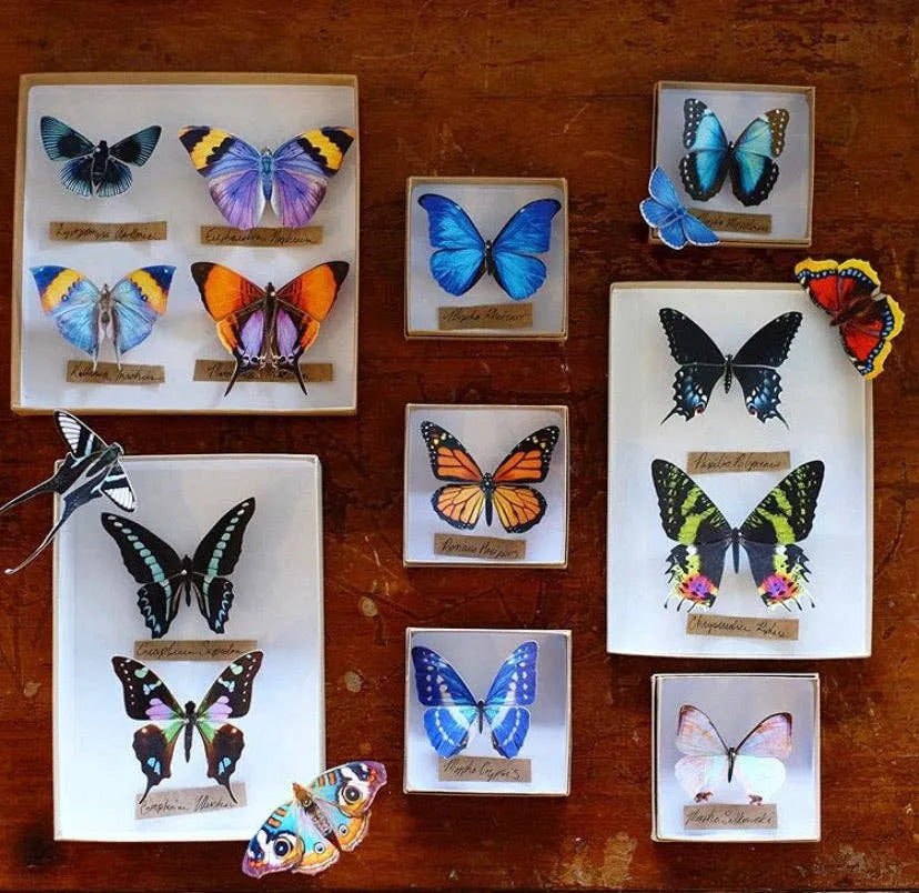 'Sunrise' Butterfly Set