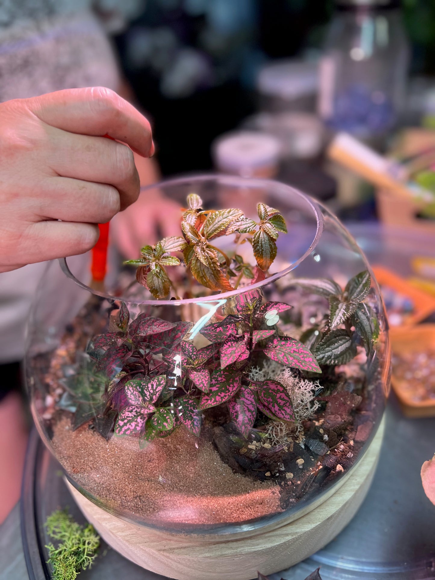 Tiny Little Worlds: Terrarium building