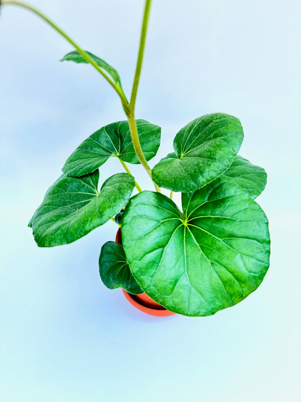 Farfugium japonicum Tractor Seat plant with large glossy leaves in a 6-inch terracotta pot