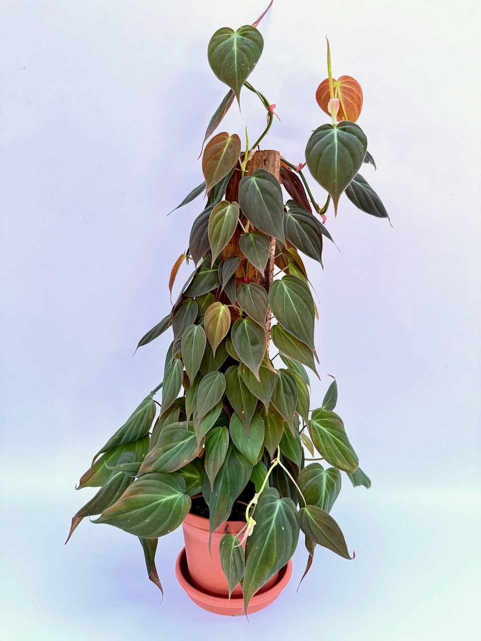 philodendron climbing pole 6 Inch Philodendron Micans on Totem Pole – Bloom Garden Shop