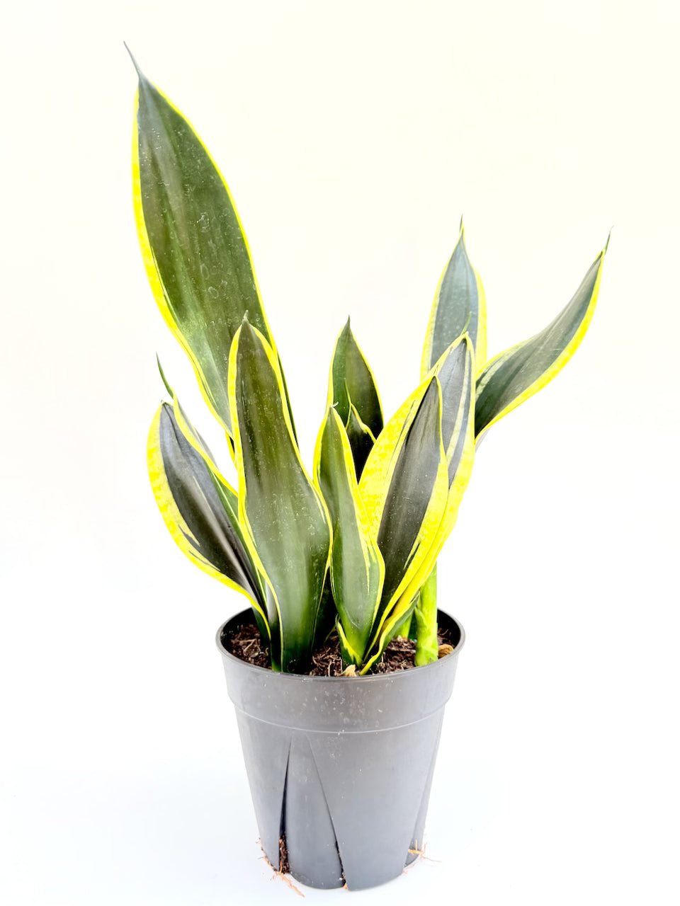 6 in. Sansevieria Superba Gold