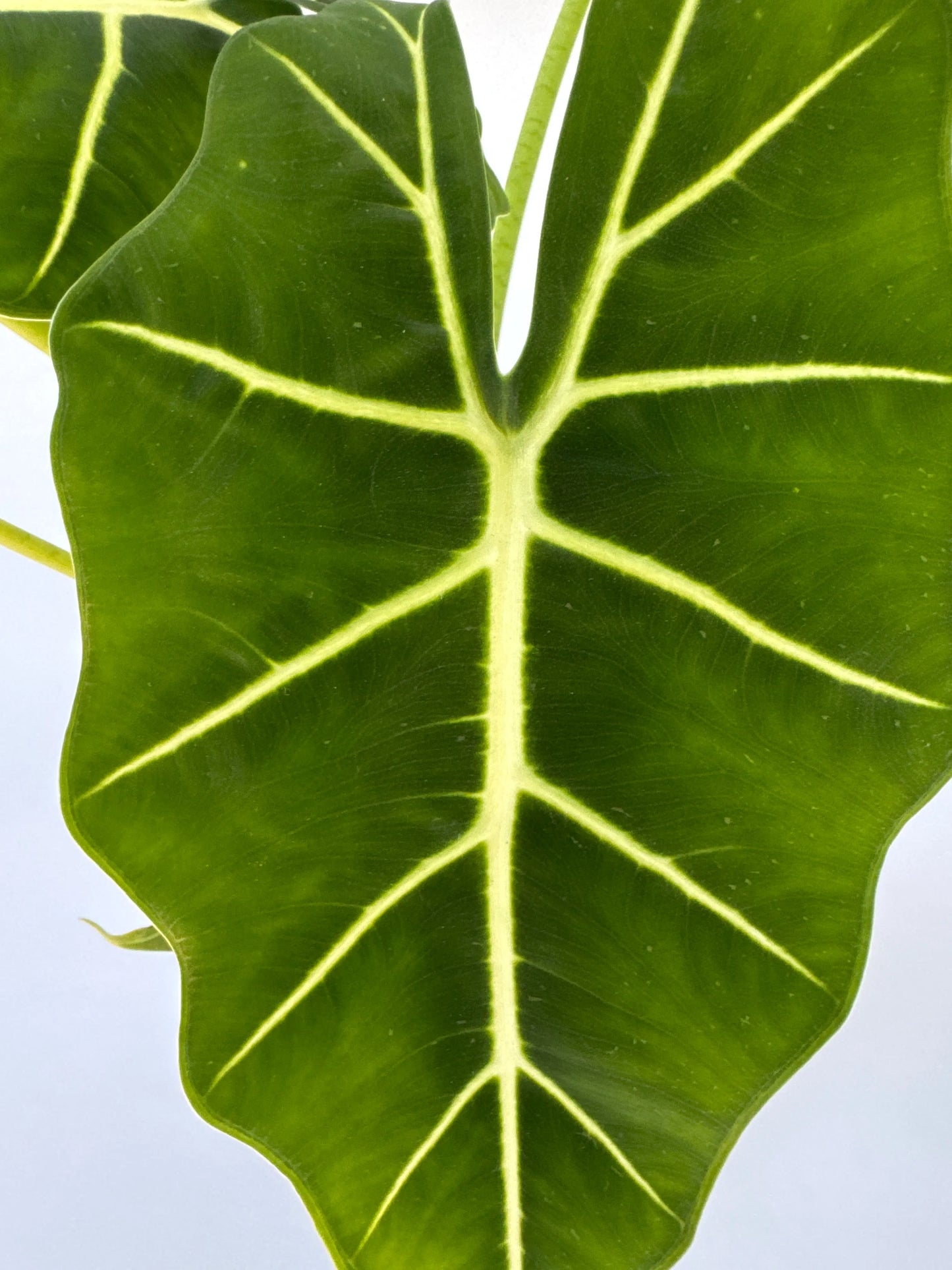 6 in. Alocasia 'Frydek'