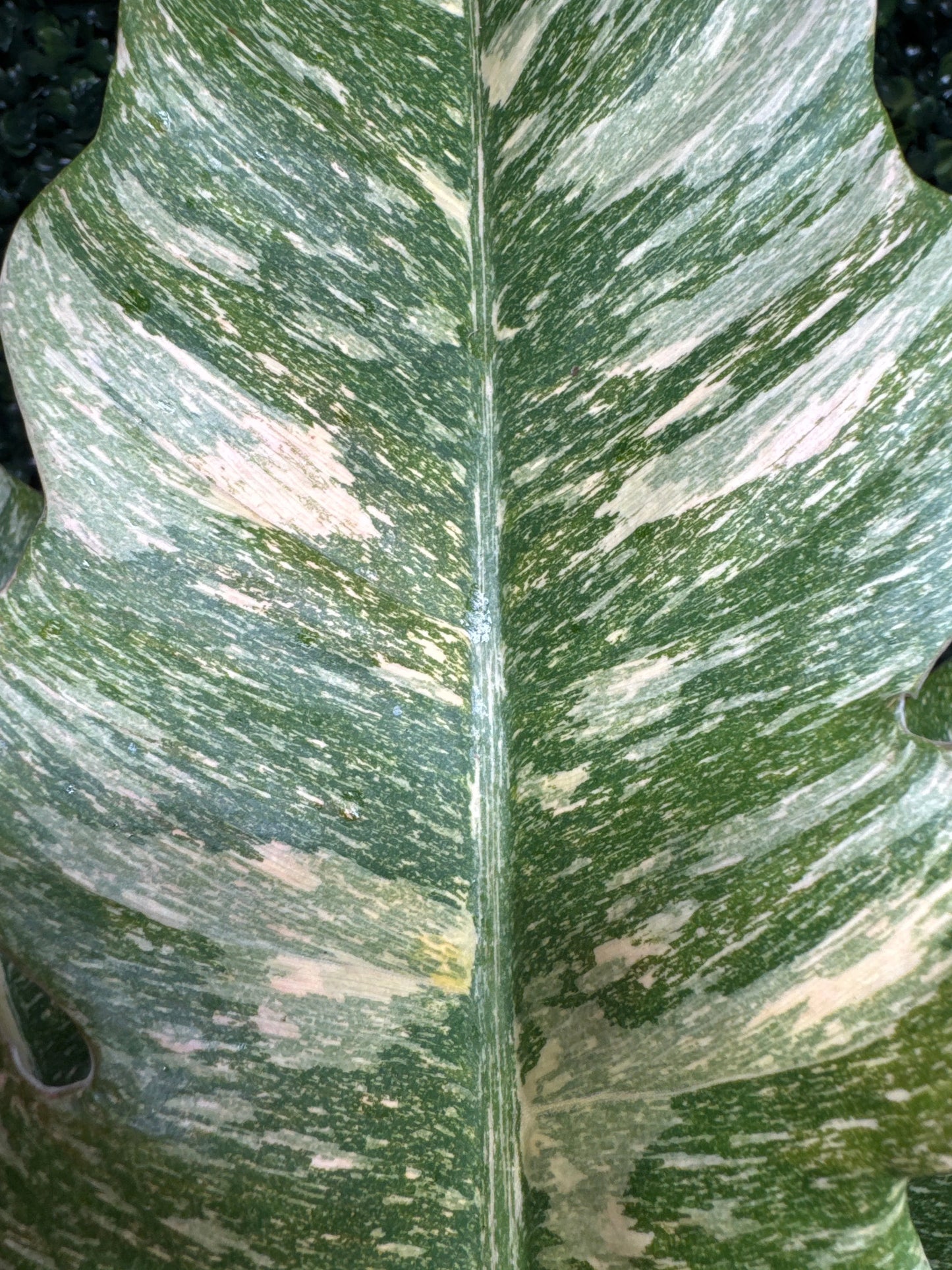 6" Philodendron 'Ring of Fire'