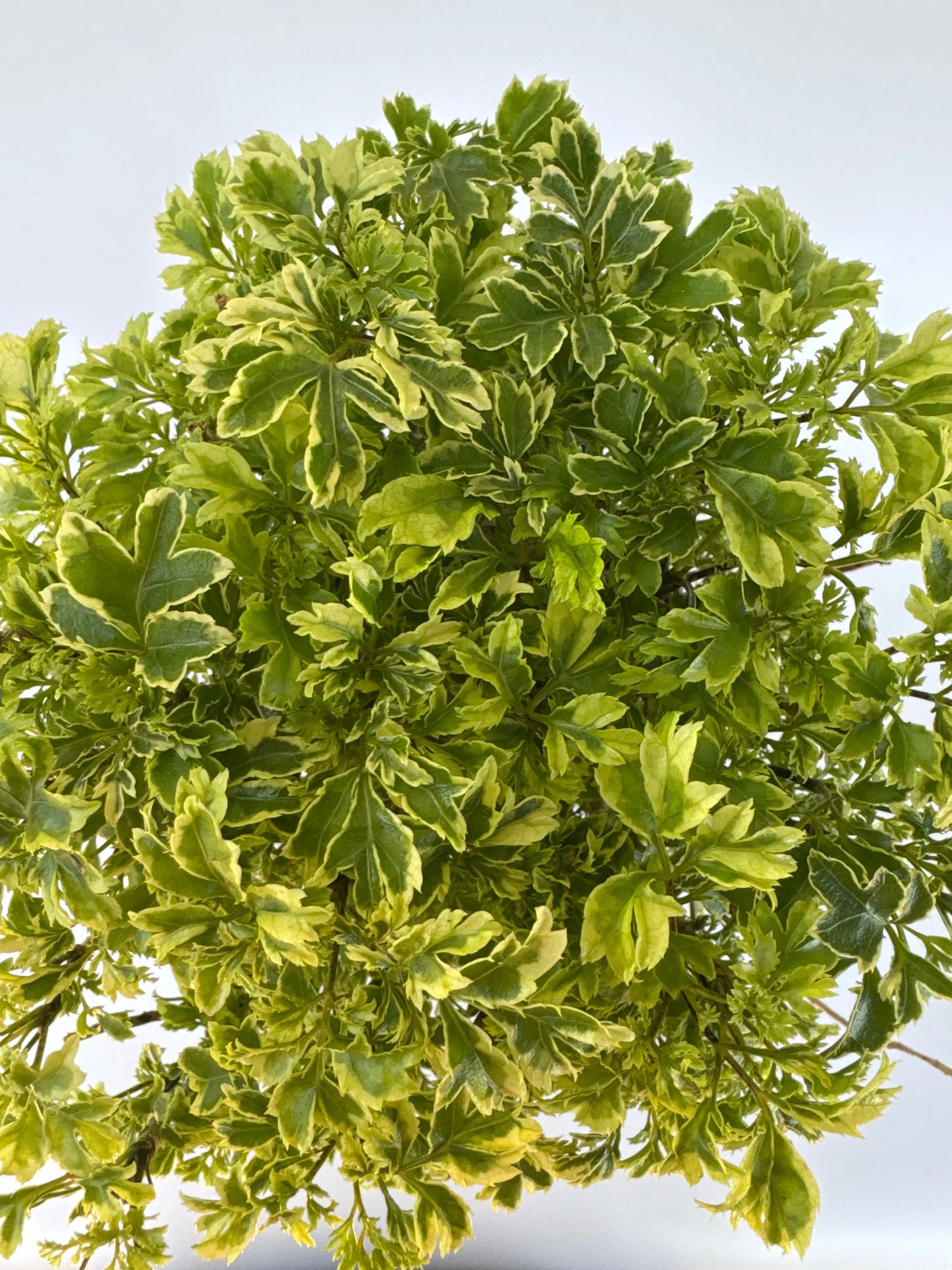 6" Aralia Ming Bonsai