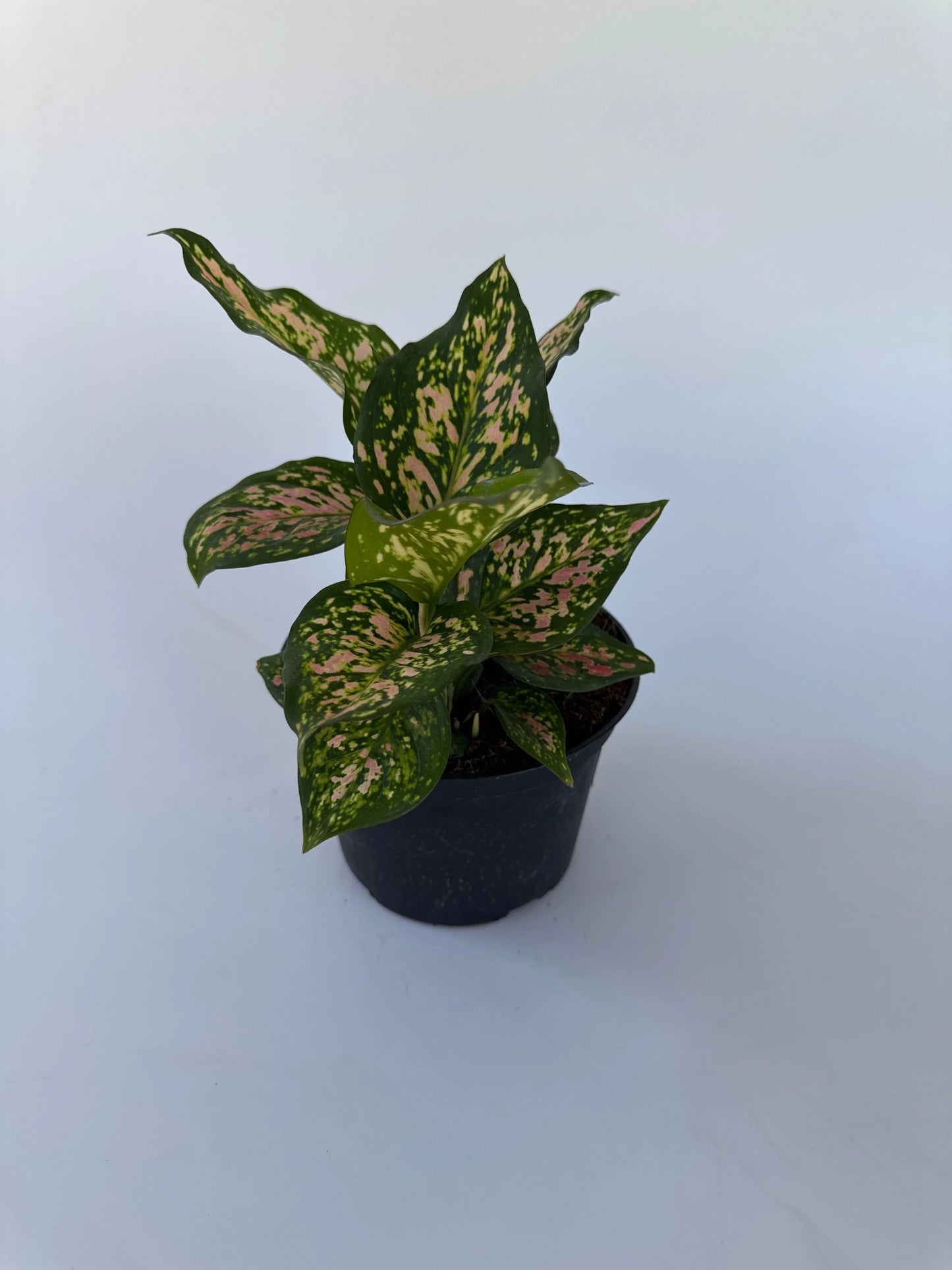 6" Aglaonema Wishes