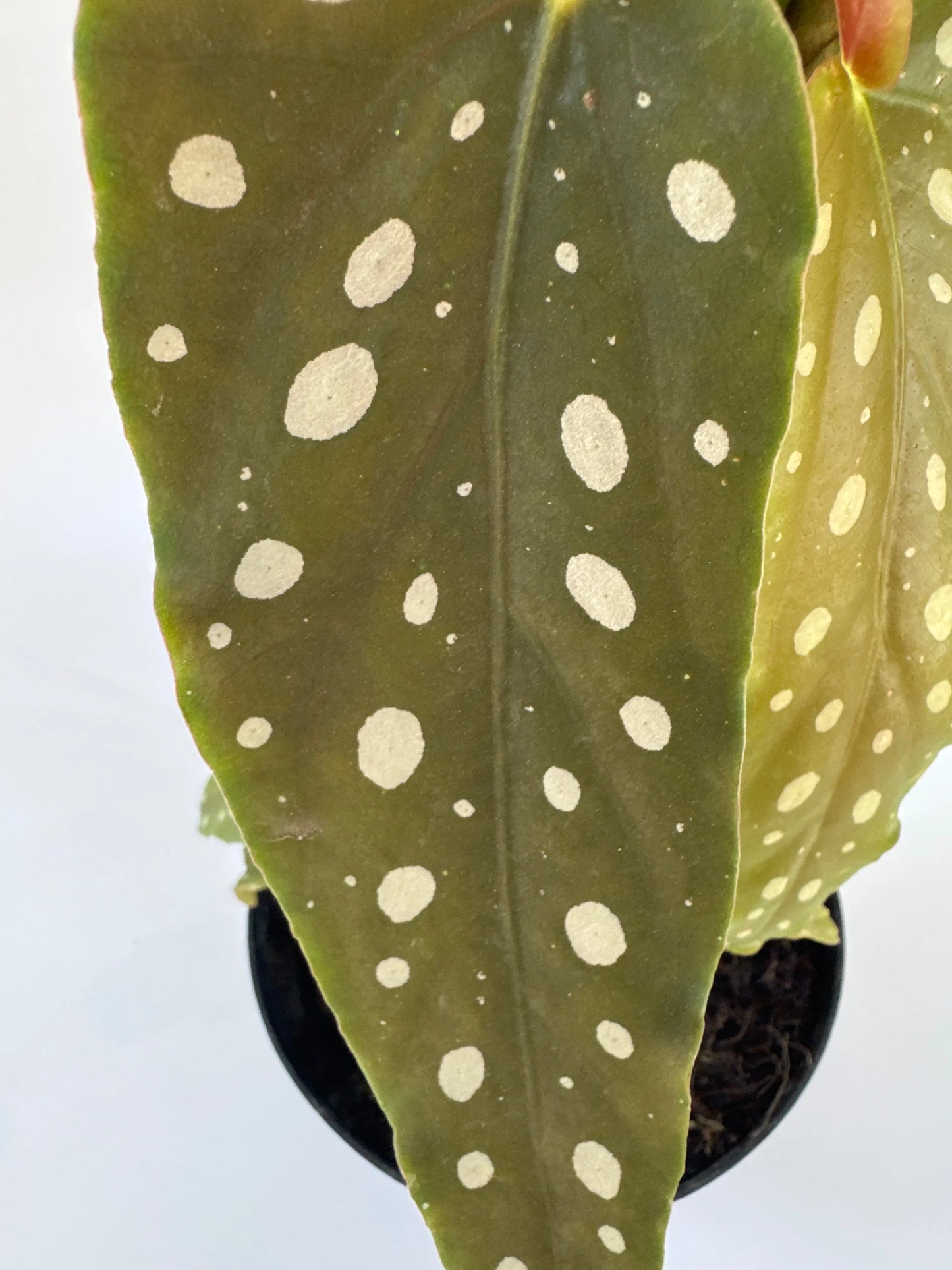 6" Begonia Maculata Varigata