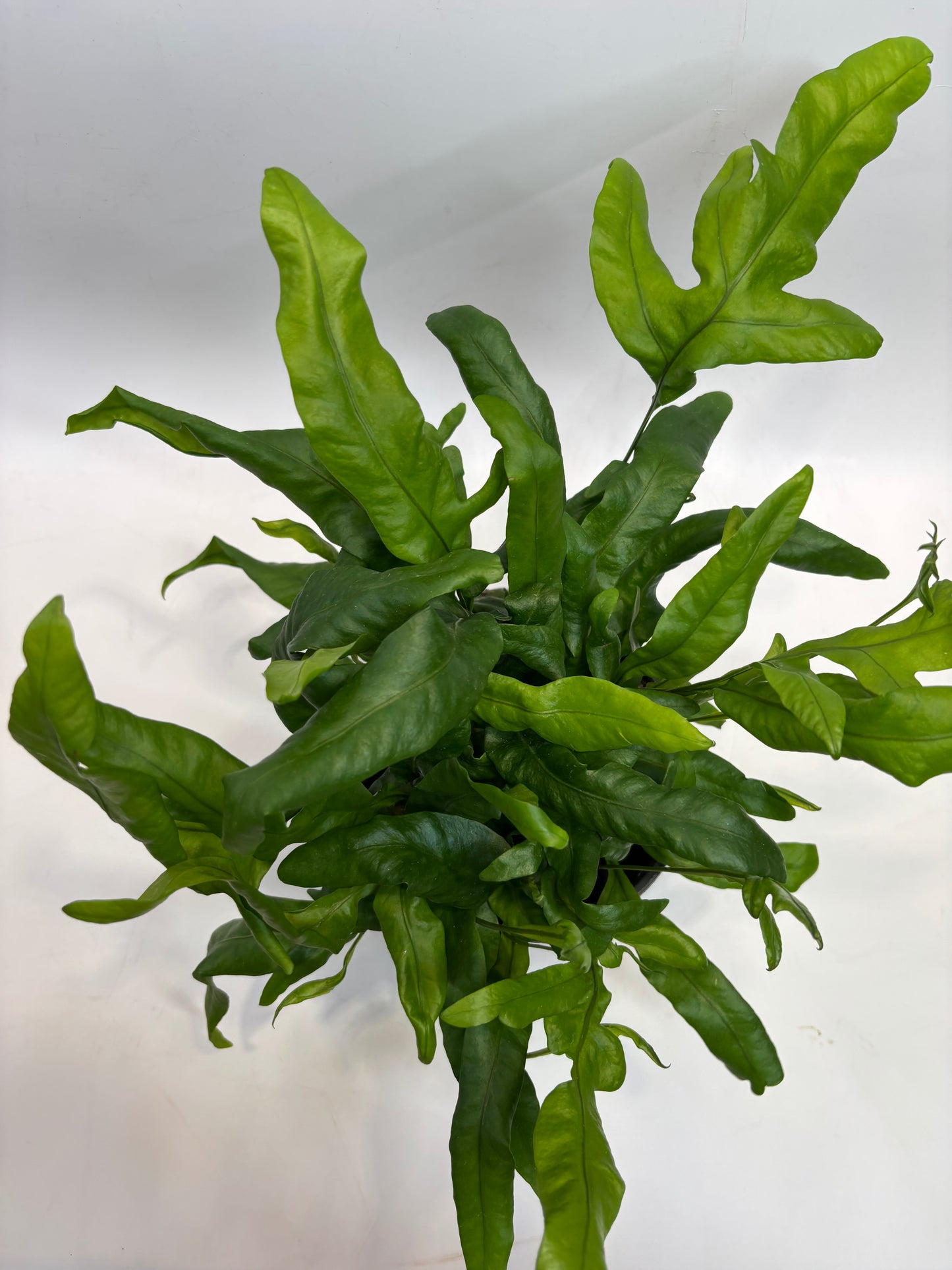 6 in. Hawaiian Dwarf Fern