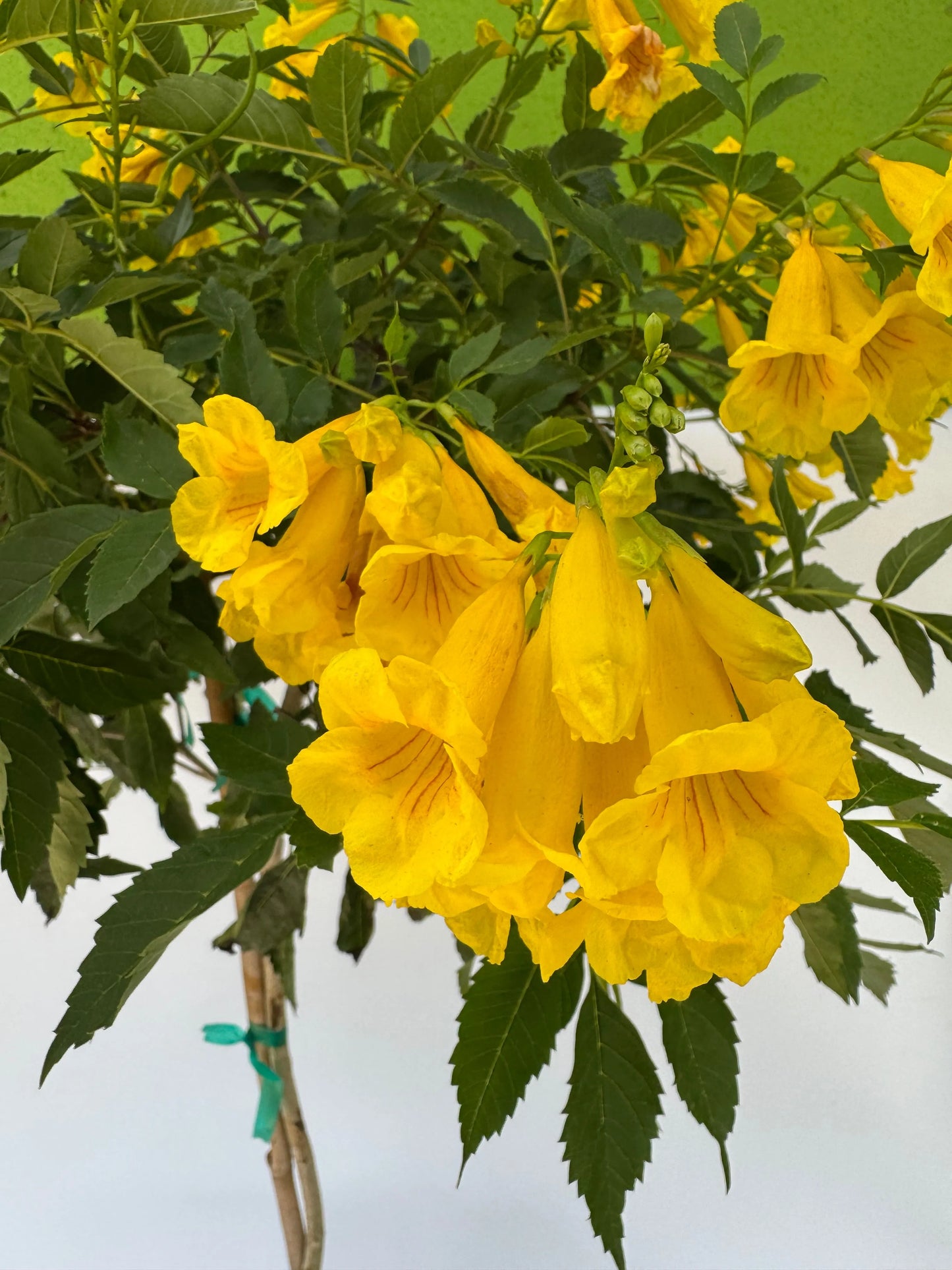 10" Esperenza Standard ‘Yellow Bells’