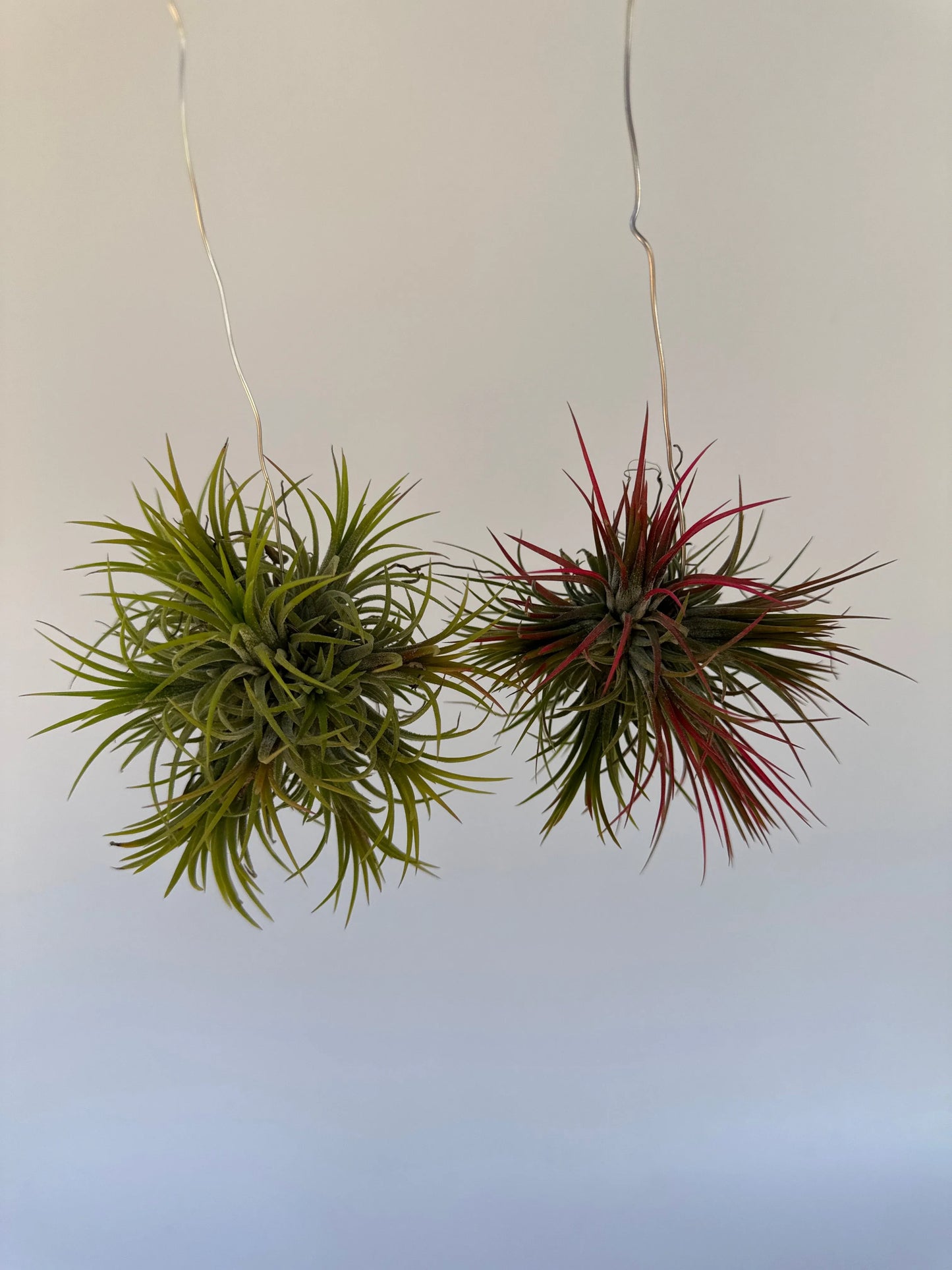 Airplant Ionantha Fuego 3-4"