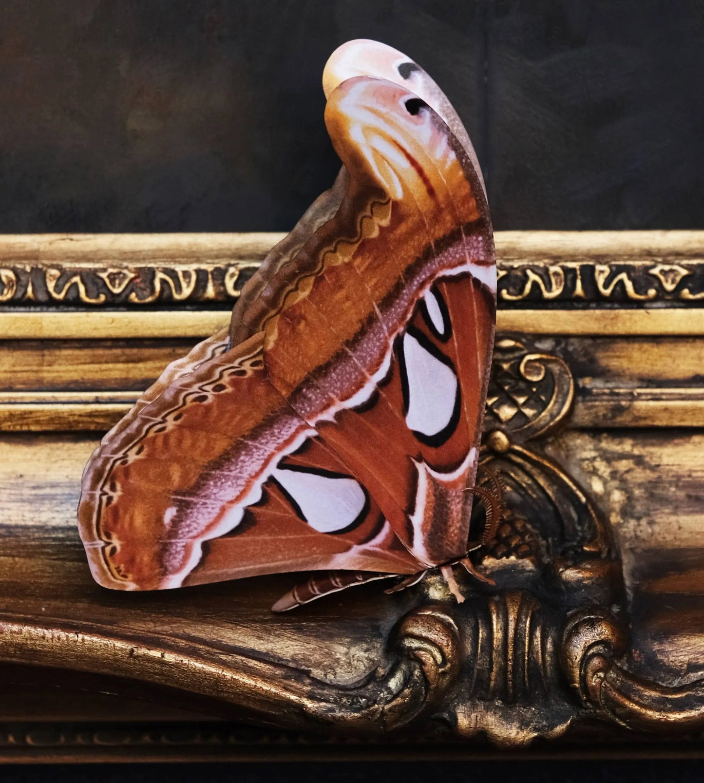 'Atlas' Moth Paper Replica