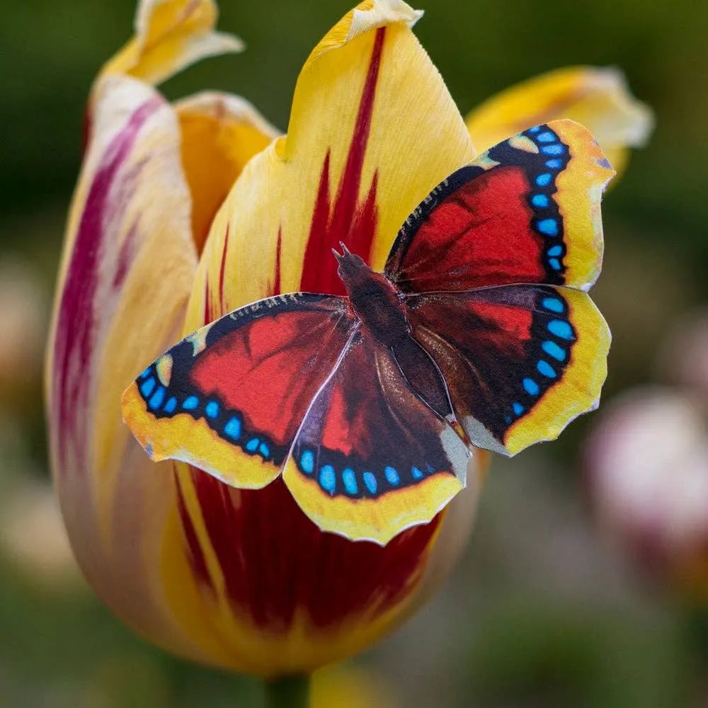 'Sunrise' Butterfly Set