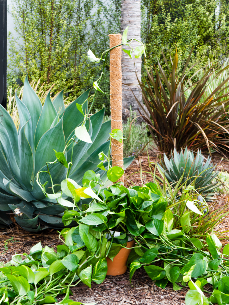 Coco Moss Poles Vine Plant Support