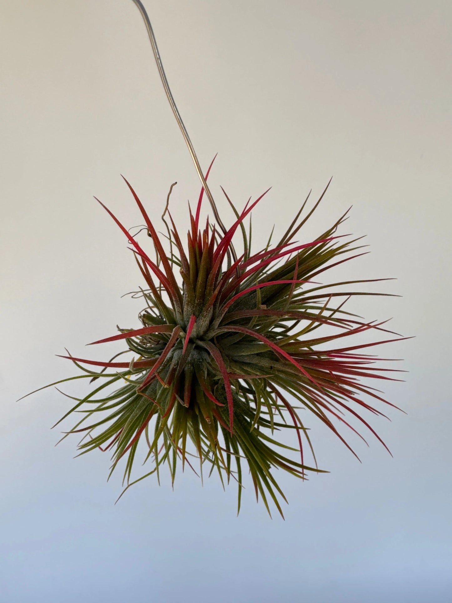Airplant Ionantha Fuego 3-4"