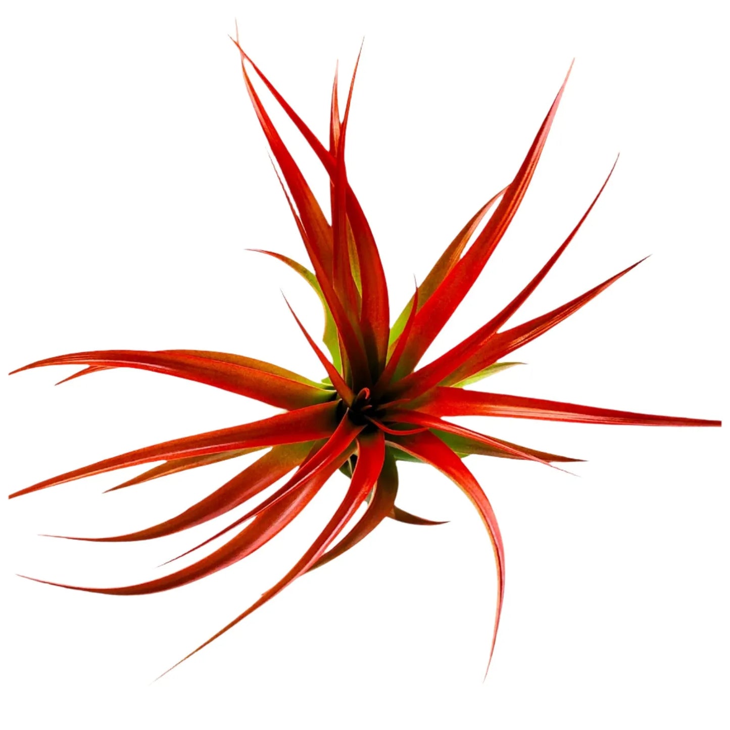 Airplant Abdita 5-7"