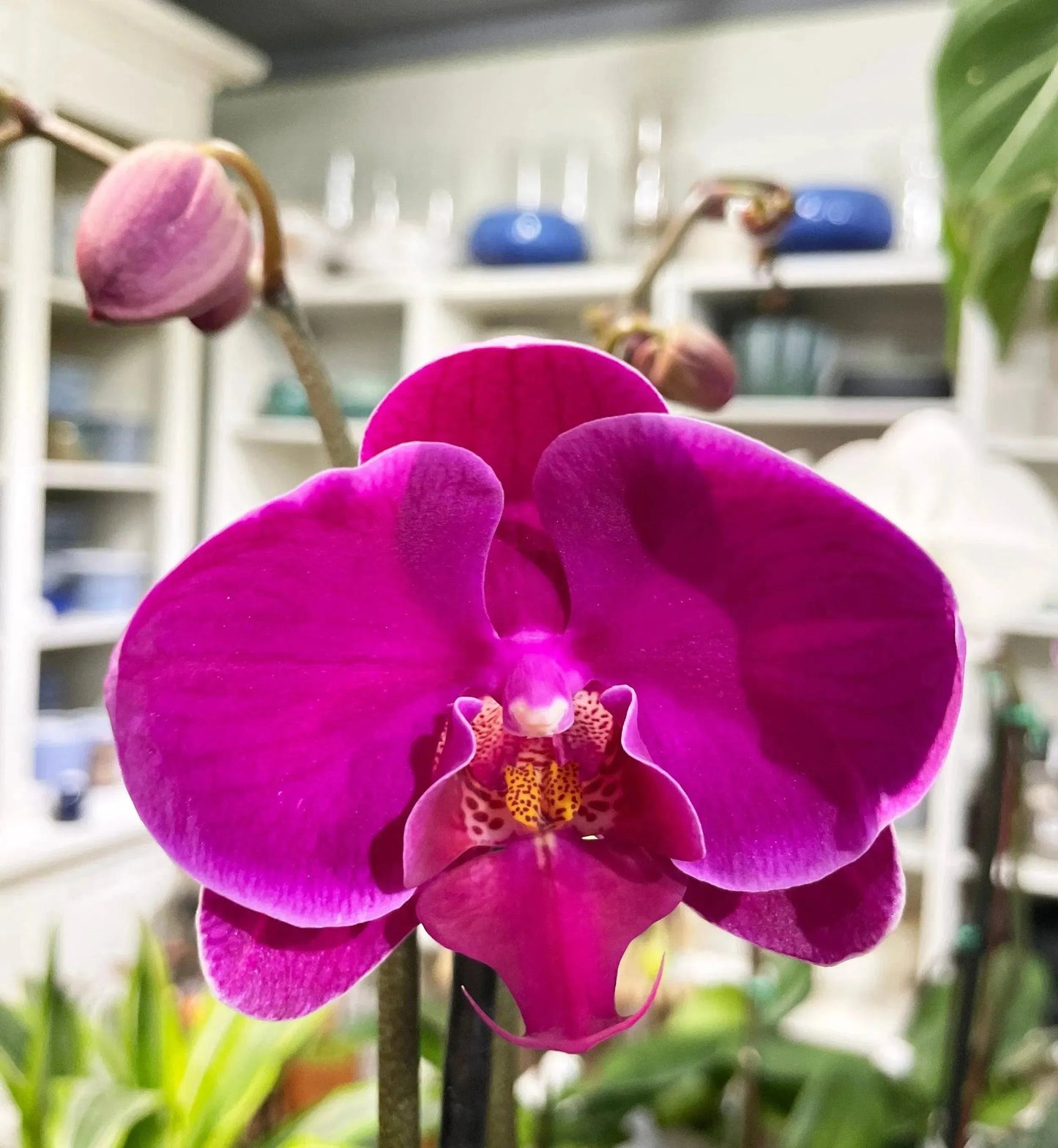 5" Phaleonopsis Orchid (Double Spike)
