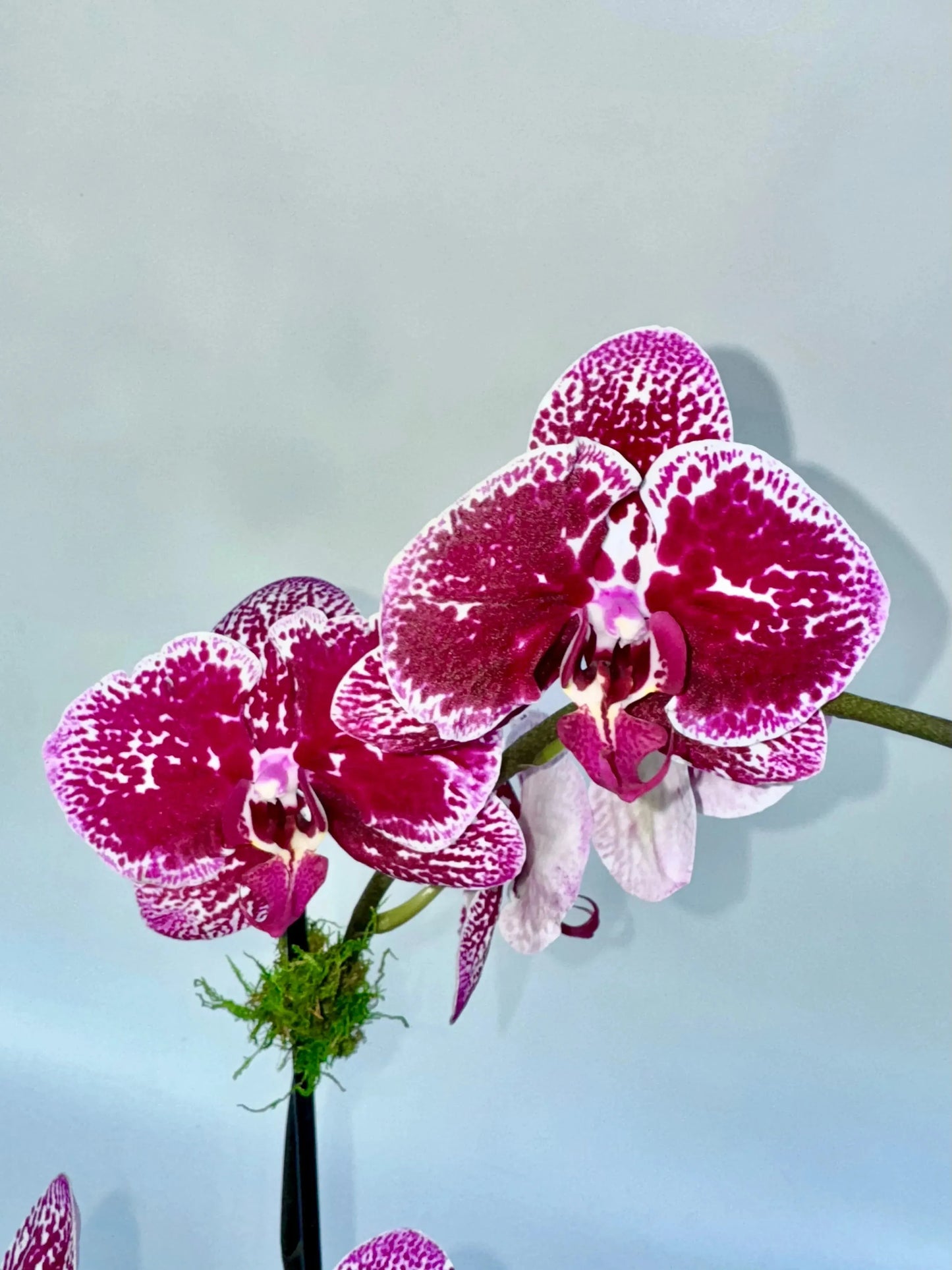 5" Phaleonopsis Orchid (Double Spike)