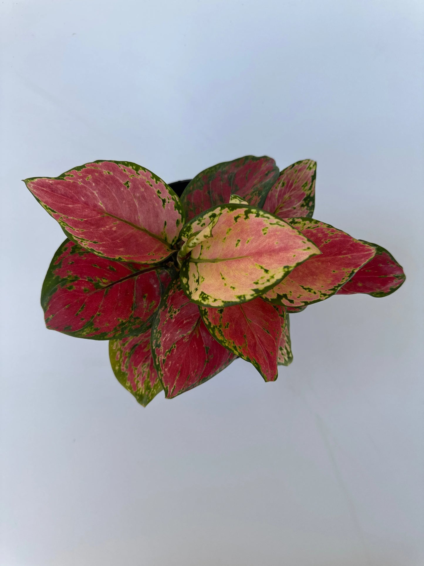 6" Aglaonema 'Auspicious Red'