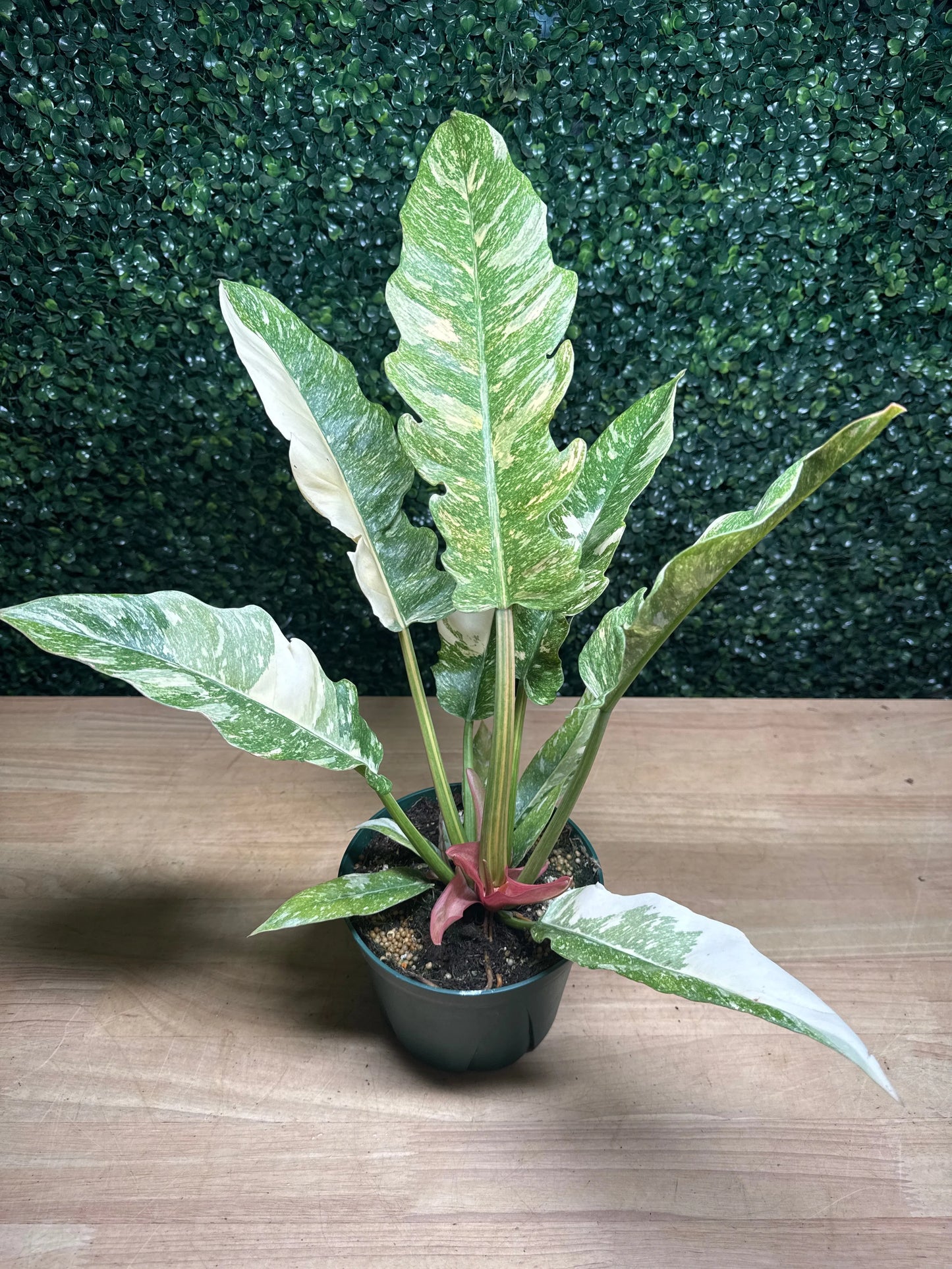 6" Philodendron 'Ring of Fire'